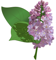 Lilac PNG