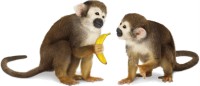 Monkey PNG