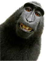 Monkey PNG