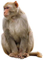 Monkey PNG