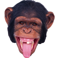 Monkey PNG