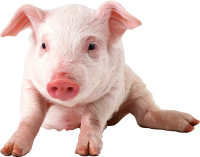 pig PNG image