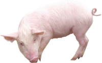 pig PNG image