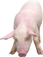 pig PNG image