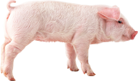 pig PNG image