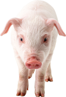 pig PNG image