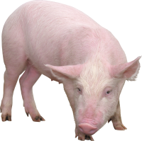 pig PNG image