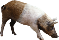 pig PNG image