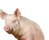 pig PNG image