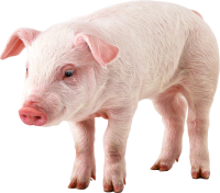 pig PNG image