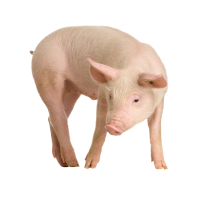 pig PNG image