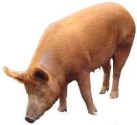 pig PNG image