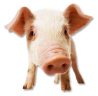 pig PNG image