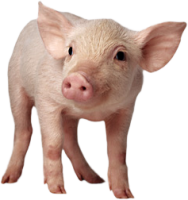 pig PNG image