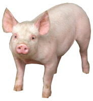 pig PNG image