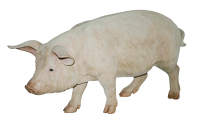 pig PNG image