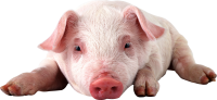 pig PNG image