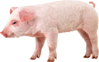 pig PNG image