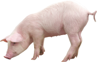 pig PNG image