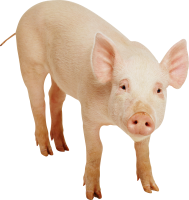 pig PNG image