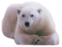 Polar white bear PNG