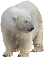 Polar white bear PNG