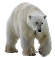 Polar white bear PNG