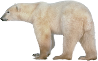 Polar white bear PNG