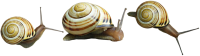 Snail PNG