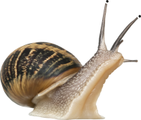 Snail PNG