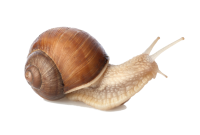 Snail PNG