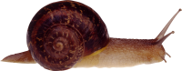 Snail PNG