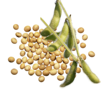 Soybean PNG