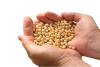 Soybean PNG