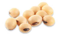 Soybean PNG