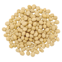 Soybean PNG