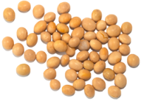 Soybean PNG