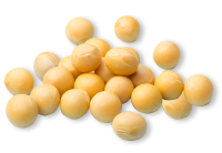 Soybean PNG