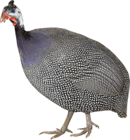 Turkey bird PNG