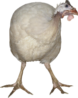 Turkey bird PNG