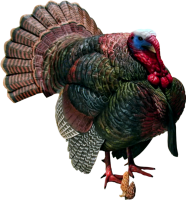 Turkey bird PNG