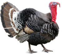 Turkey bird PNG