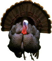 Turkey bird PNG