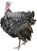 Turkey bird PNG