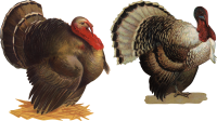 Turkey bird PNG