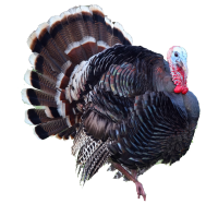 Turkey bird PNG