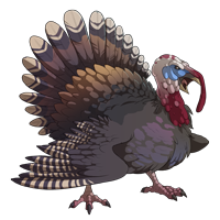 Turkey bird PNG