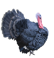 Turkey bird PNG