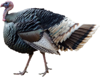 Turkey bird PNG