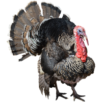 Turkey bird PNG